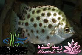 آکواریوم و نگهداری ماهیهای زینتی