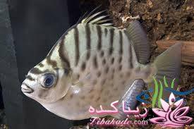 آکواریوم و نگهداری ماهیهای زینتی