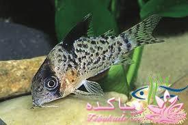 آکواریوم و نگهداری ماهیهای زینتی