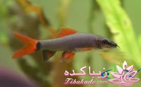 آکواریوم و نگهداری ماهیهای زینتی