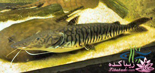 آکواریوم و نگهداری ماهیهای زینتی