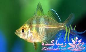 آکواریوم و نگهداری ماهیهای زینتی