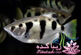 آکواریوم و نگهداری ماهیهای زینتی