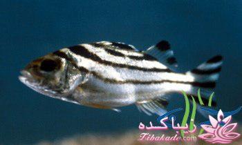 آکواریوم و نگهداری ماهیهای زینتی