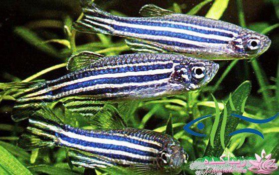 آکواریوم و نگهداری ماهیهای زینتی