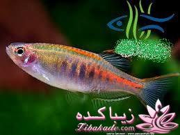 آکواریوم و نگهداری ماهیهای زینتی