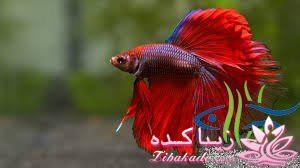 آکواریوم و نگهداری ماهیهای زینتی