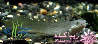 آکواریوم و نگهداری ماهیهای زینتی