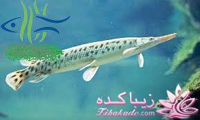 آکواریوم و نگهداری ماهیهای زینتی