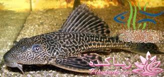 آکواریوم و نگهداری ماهیهای زینتی