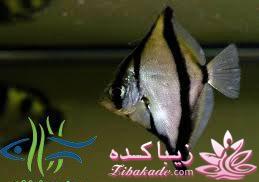 آکواریوم و نگهداری ماهیهای زینتی