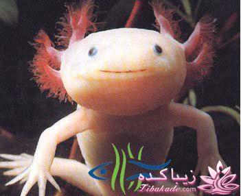 آکواریوم و نگهداری ماهیهای زینتی