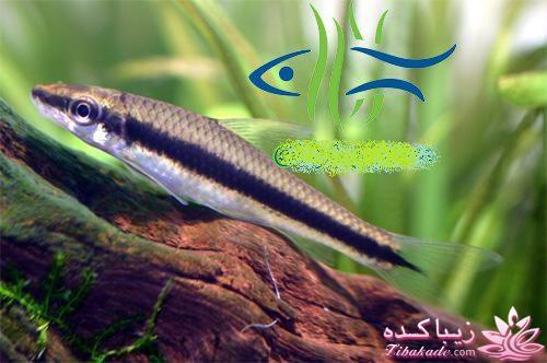 آکواریوم و نگهداری ماهیهای زینتی