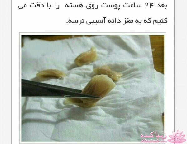 ایده ای زیبا برای سبزه ی سفره هفت سین