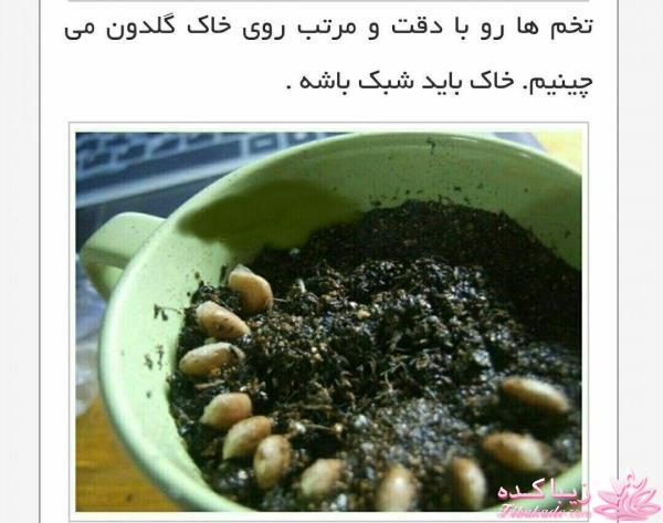 ایده ای زیبا برای سبزه ی سفره هفت سین
