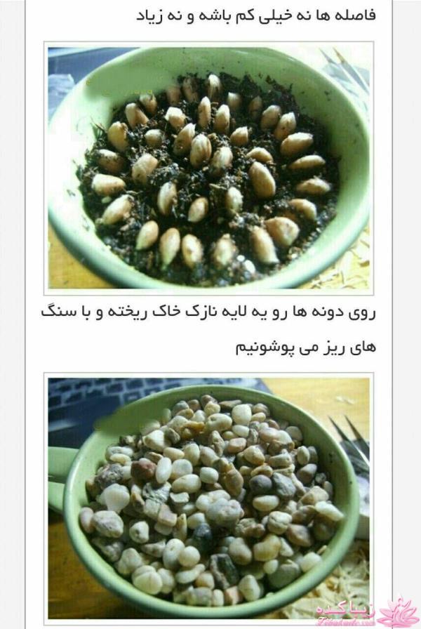 ایده ای زیبا برای سبزه ی سفره هفت سین