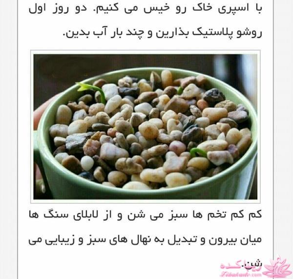 ایده ای زیبا برای سبزه ی سفره هفت سین