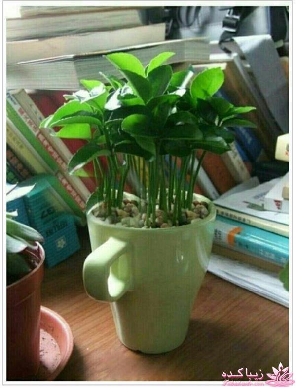 ایده ای زیبا برای سبزه ی سفره هفت سین