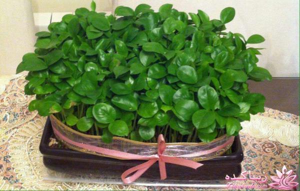 ایده ای زیبا برای سبزه ی سفره هفت سین