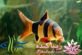 آکواریوم و نگهداری ماهیهای زینتی