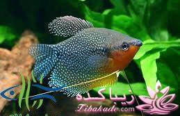 آکواریوم و نگهداری ماهیهای زینتی