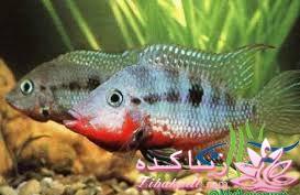 آکواریوم و نگهداری ماهیهای زینتی