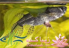 آکواریوم و نگهداری ماهیهای زینتی