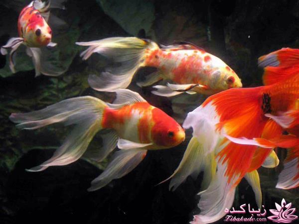 آکواریوم و نگهداری ماهیهای زینتی