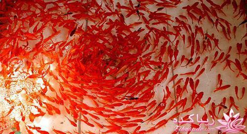 آکواریوم و نگهداری ماهیهای زینتی