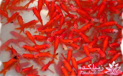 آکواریوم و نگهداری ماهیهای زینتی