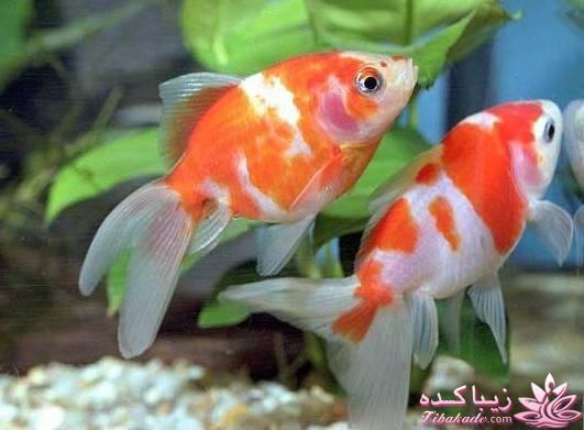 آکواریوم و نگهداری ماهیهای زینتی