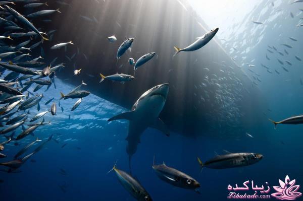 تصاویر منتخب مجله نشنال جئوگرافیک