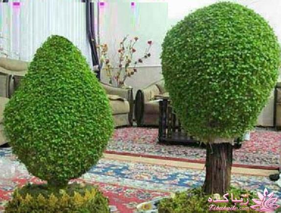 ایده ای زیبا برای سبزه ی سفره هفت سین