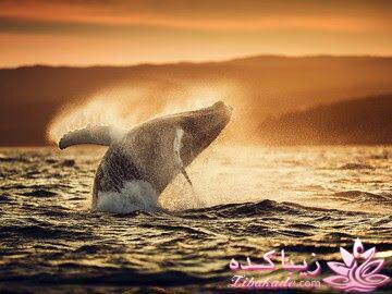 تصاویر منتخب مجله نشنال جئوگرافیک