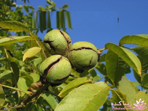 خداحافظی با موهای سفید همین حالا ... نسخه طب سنتی هندی برای مبارزه با موهای سفید