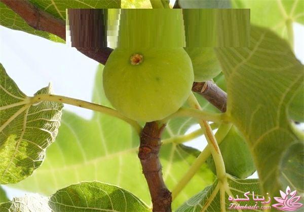 خداحافظی با موهای سفید همین حالا ... نسخه طب سنتی هندی برای مبارزه با موهای سفید