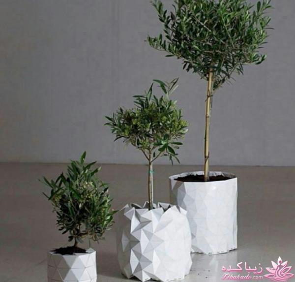 گیاهان آپارتمانی 