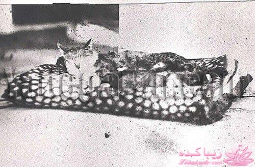 گربه‌ای که زنان حرمسرا را پیش شاه عزیز می‌کرد!