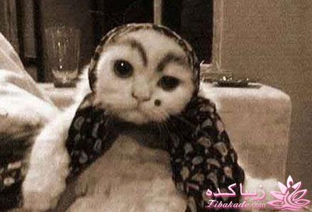 گربه‌ای که زنان حرمسرا را پیش شاه عزیز می‌کرد!