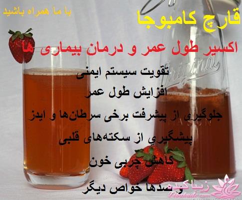 قارچ معجزه گر کامبوجا، اکسیر طول عمر و درمان بیماری ها