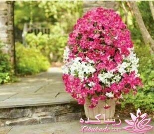 ایده های خلاقانه