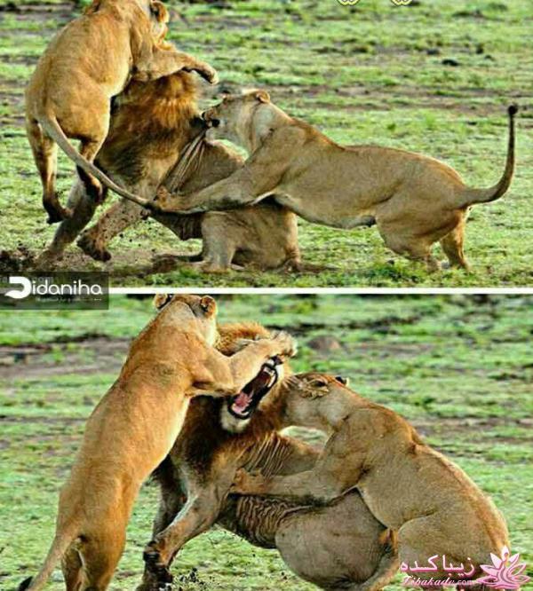 شرح در متن تصاویر خنده دار