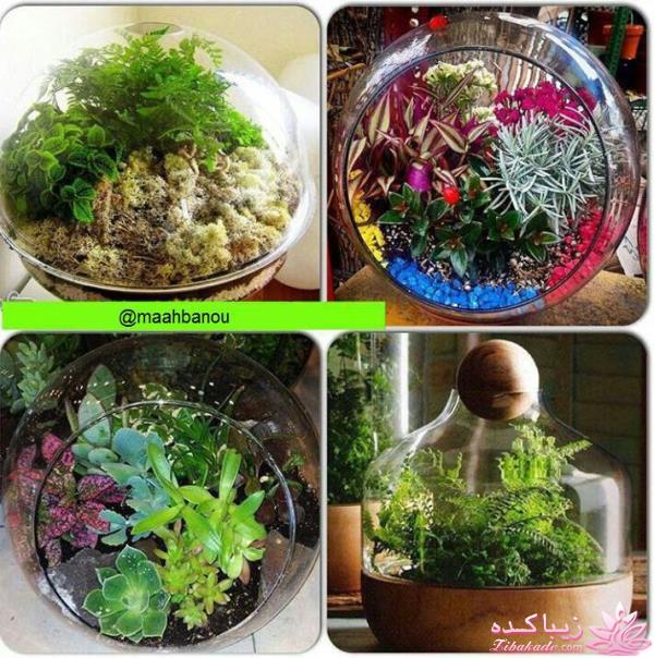 سبزه عید را خودتان سبز کنید !