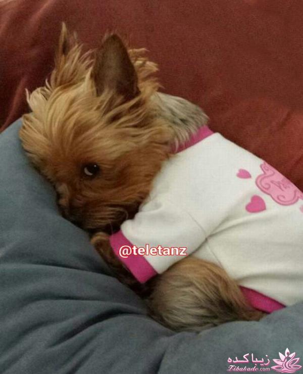 شرح در متن تصاویر خنده دار