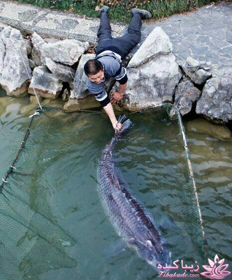 شرح در متن تصاویر خنده دار