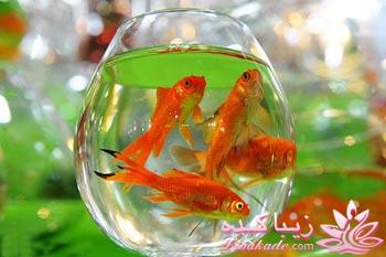 تزیین تنگ ماهی هفت سین