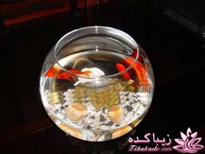 تزیین تنگ ماهی هفت سین