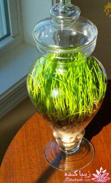 سبزه عید را خودتان سبز کنید !