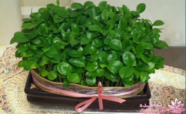 آموزش تزیین سفره هفت سین