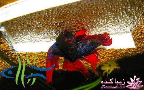 آکواریوم و نگهداری ماهیهای زینتی